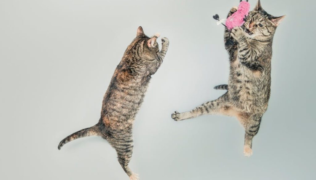 jumping-cute-playing-animals